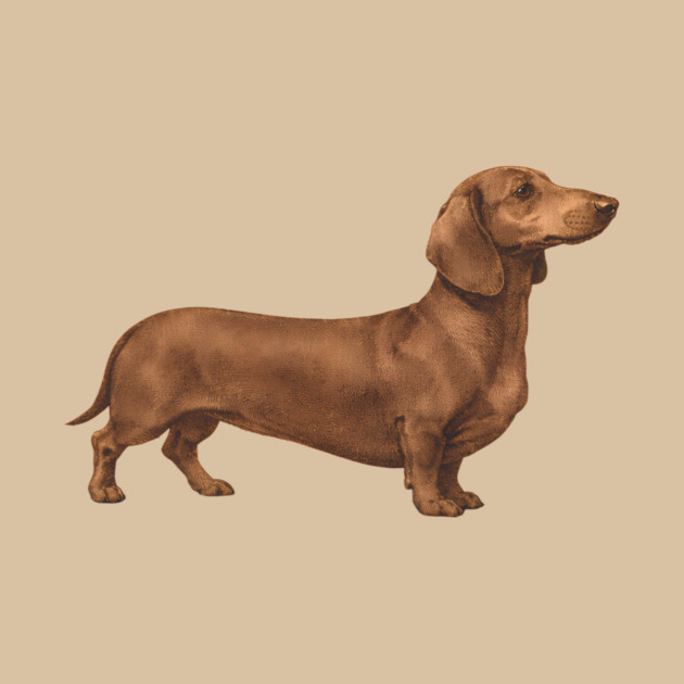 Vintage Dachshund Classic Sausage Dog Art by DonWillisJrArt