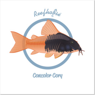 Concolor Cory 2 Posters and Art