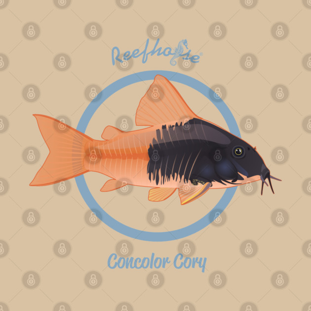 Concolor Cory 2 by Reefhorse