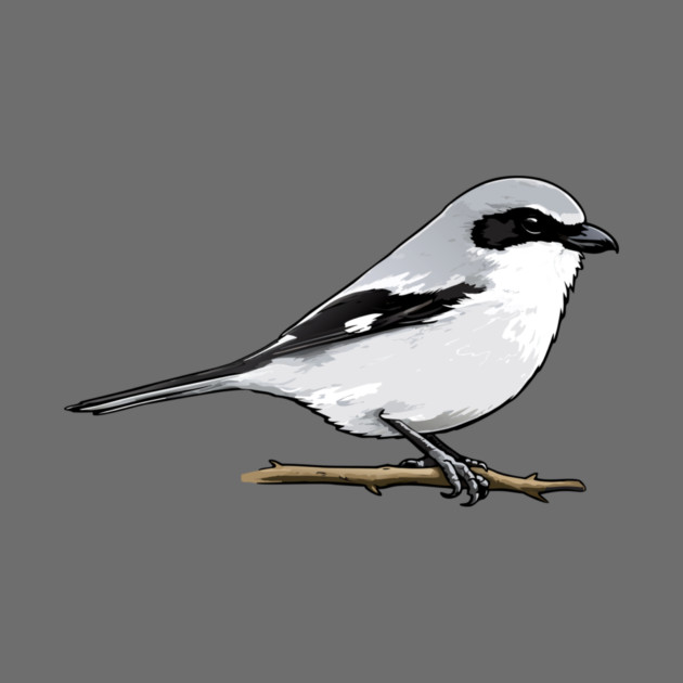 Loggerhead Shrike Bird Illustration | Minimal Wildlife Art by DonWillisJrArt
