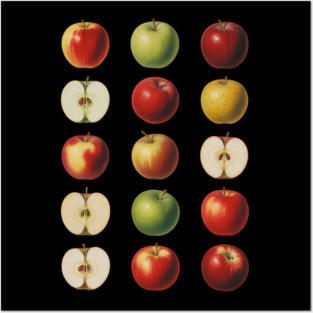 Realistic Different Kinds Of Apple Varieties Apple Picking Posters and Art