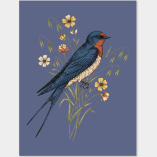 Barn Swallow Naturalist Botanical Art Posters and Art