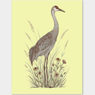 Vintage Sandhill Crane Nature Art Posters and Art