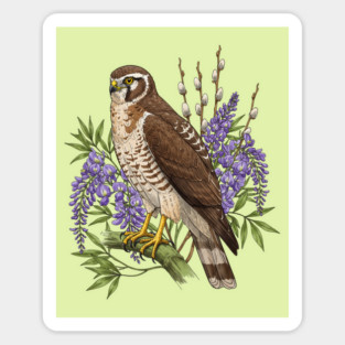 Vintage Northern Harrier Hawk Art Magnet