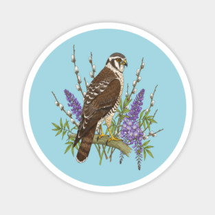 Northern Harrier Botanical Bird Magnet