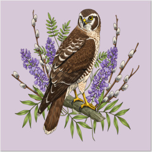 Northern Harrier Floral Perch Posters and Art