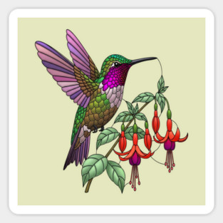 Anna's Hummingbird Fuchsia Aesthetic Magnet