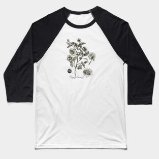 Botanical Illustration_Tea Plant. Baseball T-Shirt