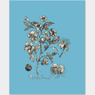 Botanical Illustration_Tea Plant. Posters and Art