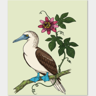 Blue Footed Booby Passionflower Vine Art Posters and Art