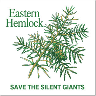 Eastern Hemlock Posters and Art