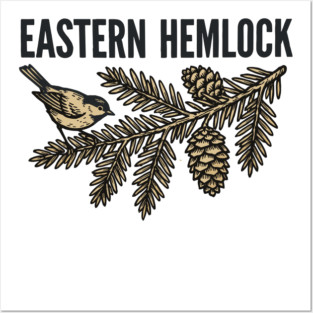 Eastern Hemlock – Wildlife Forest Botanical Art Posters and Art