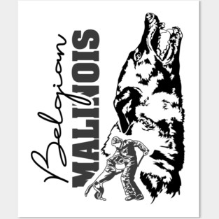 Belgian Malinois Shepherd dog sport portrait Posters and Art