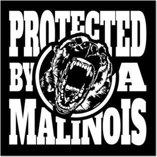 Protected by a Malinois Maligator Belgian Shepherd Posters and Art