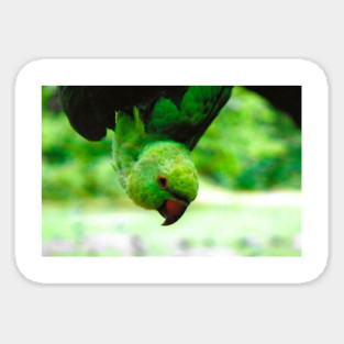 Upside down parakeet Magnet