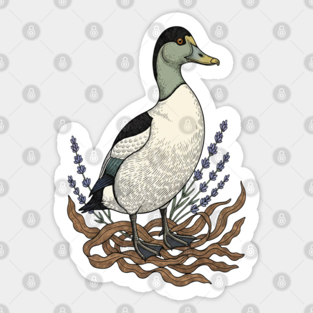 Common Eider Duck Art for Coastal Bird Lovers Sticker by BirdsnStuff