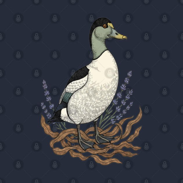 Common Eider Duck Art for Coastal Bird Lovers by BirdsnStuff