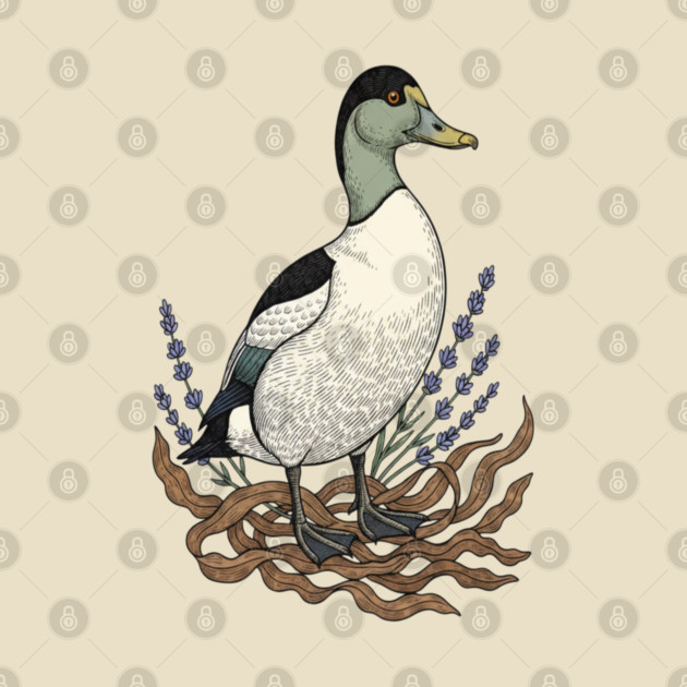 Common Eider Duck Art for Coastal Bird Lovers by BirdsnStuff