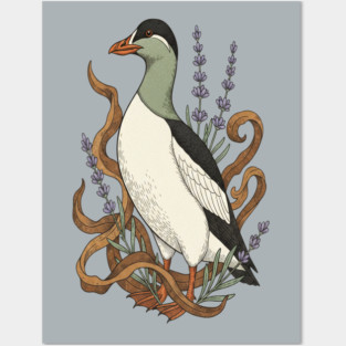 Common Elder Duck with Sea Lavender Wildlife Nature Posters and Art