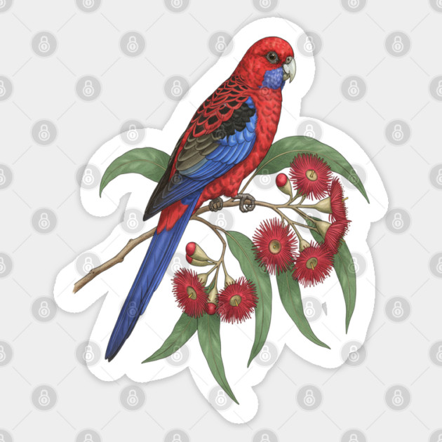Crimson Rosella with Eucalyptus Blossoms Sticker by BirdsnStuff