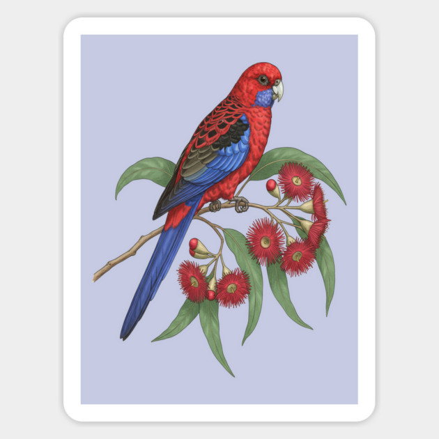Crimson Rosella with Eucalyptus Blossoms Magnet by BirdsnStuff