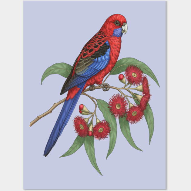 Crimson Rosella with Eucalyptus Blossoms Wall Art by BirdsnStuff