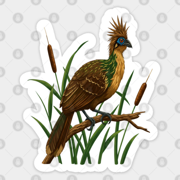 Hoatzin on Branch in Lush Wetland Growth Sticker by BirdsnStuff