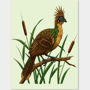 Hoatzin on Branch in Lush Wetland Growth Posters and Art