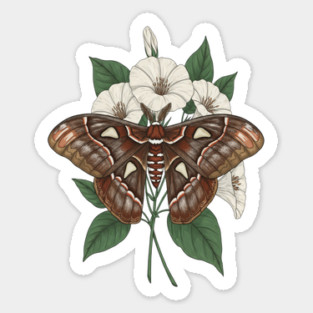 Cecropia Moth Nature Design Magnet
