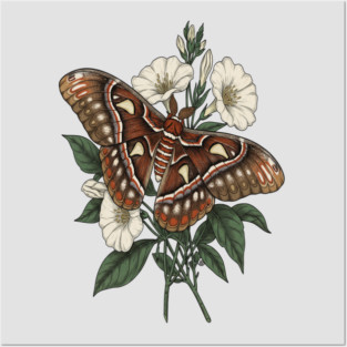 Cecropia Moth with White Wildflowers Posters and Art