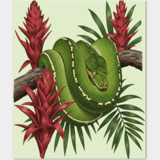 Green Tree Python in Lush Jungle Foliage Posters and Art