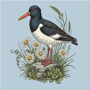 Coastal Oystercatcher Daisy Wildlife Art Posters and Art
