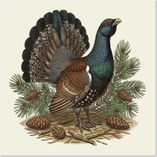 Capercaillie Pine Forest Wildlife Art Posters and Art