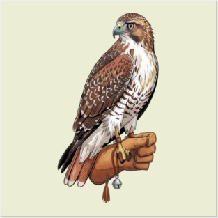 Falconer Hawk Wildlife Art Posters and Art