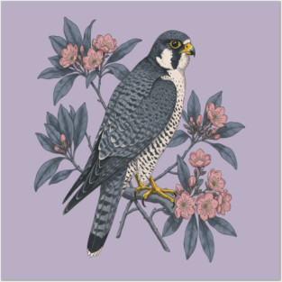 Peregrine Falcon Wildlife Bird Posters and Art