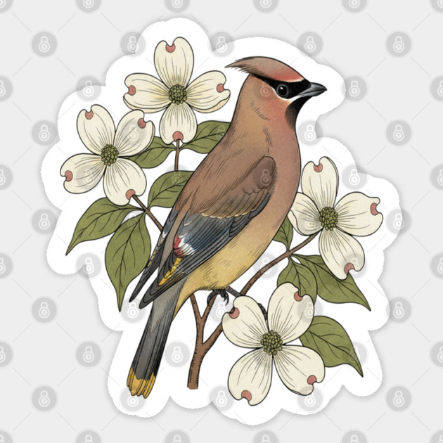Cedar Waxwing Bird with Dogwood Flowers Sticker by BirdsnStuff