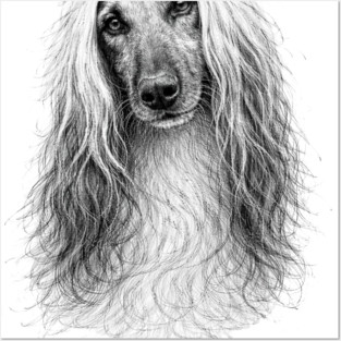 Afghan Hound Posters and Art