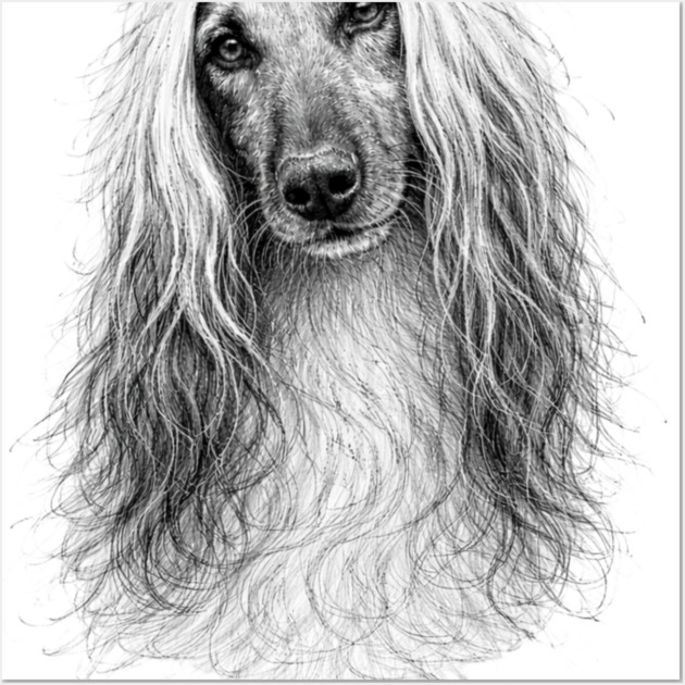 Afghan Hound Wall Art by CrazyGirl
