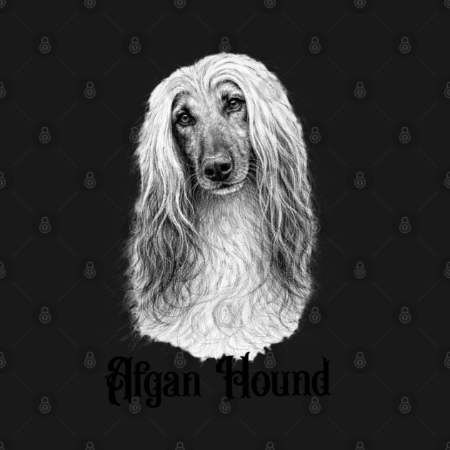 Afghan Hound by CrazyGirl