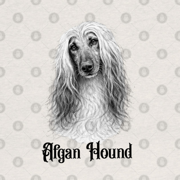 Afghan Hound by CrazyGirl