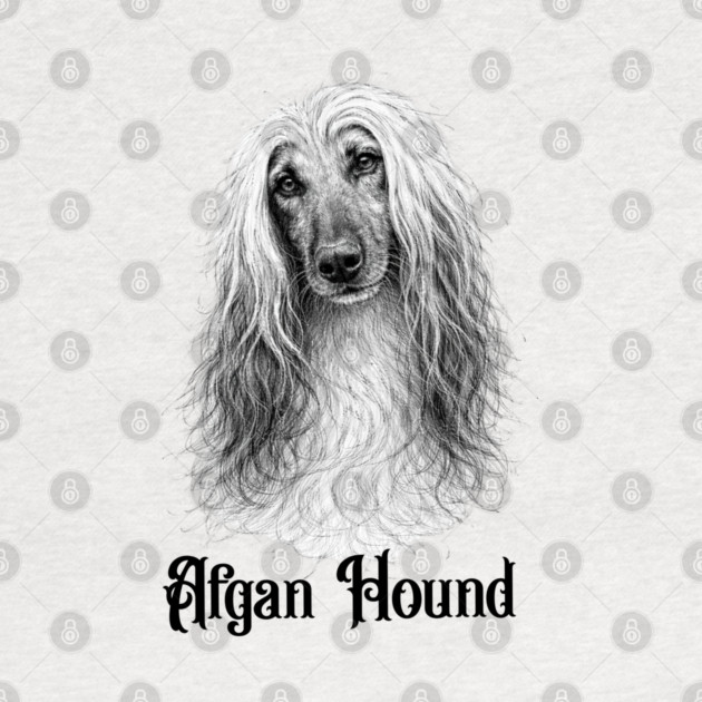 Afghan Hound by CrazyGirl