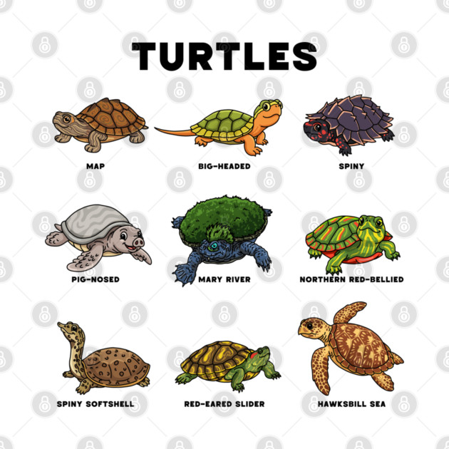 Cartoon Turtles by H. R. Sinclair