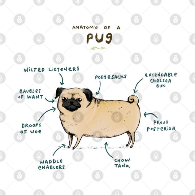 Anatomy of a Pug by Sophie Corrigan