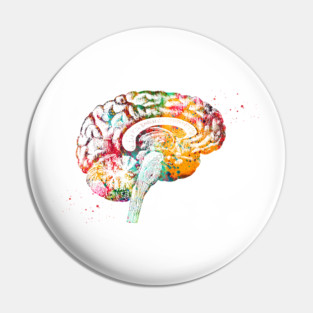 Brain anatomy Pin