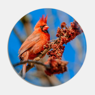 Hungry Cardinal Bird Photograph Pin
